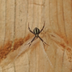 Argiope keyserlingi (St Andrew's Cross Spider) at Berry, NSW - 19 May 2019 by Megan123