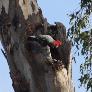 Callocephalon fimbriatum at Deakin, ACT - 19 May 2019