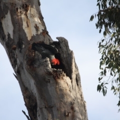 Callocephalon fimbriatum at Deakin, ACT - 19 May 2019