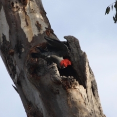 Callocephalon fimbriatum at Deakin, ACT - 19 May 2019