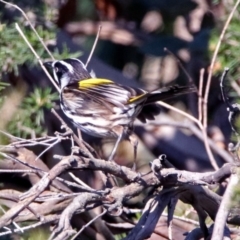 Phylidonyris novaehollandiae (New Holland Honeyeater) at Fyshwick, ACT - 19 May 2019 by RodDeb