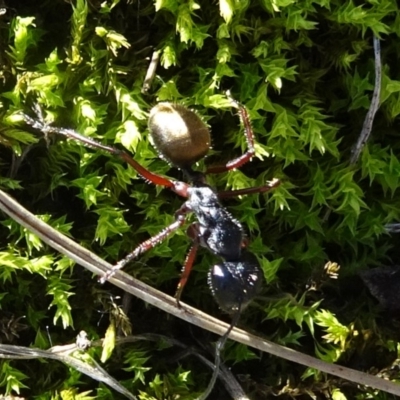 Camponotus suffusus (Golden-tailed sugar ant) at Majura, ACT - 15 May 2019 by JanetRussell