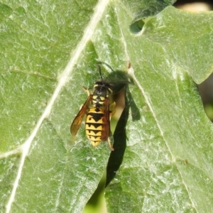 Vespula germanica at Pialligo, ACT - 19 May 2019