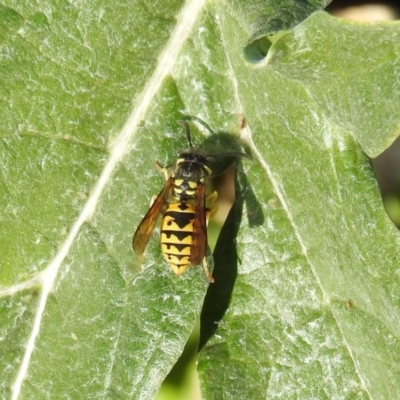 Vespula germanica (European wasp) at Pialligo, ACT - 19 May 2019 by HelenCross