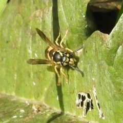 Vespula germanica at Pialligo, ACT - 19 May 2019