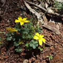 Oxalis exilis (Shady Wood Sorrel) at Majura, ACT - 15 May 2019 by JanetRussell