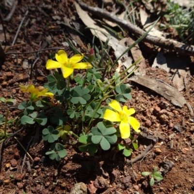 Oxalis exilis (Shady Wood Sorrel) at Majura, ACT - 15 May 2019 by JanetRussell