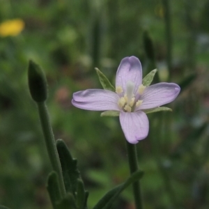 Epilobium billardiereanum subsp. cinereum at Conder, ACT - 22 Jan 2015