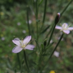 Epilobium billardiereanum subsp. cinereum at Conder, ACT - 22 Jan 2015