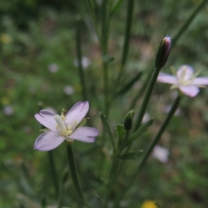 Epilobium billardiereanum subsp. cinereum at Conder, ACT - 22 Jan 2015