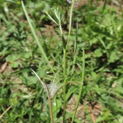 Epilobium billardiereanum subsp. cinereum at Conder, ACT - 22 Jan 2015