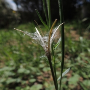 Epilobium billardiereanum subsp. cinereum at Conder, ACT - 22 Jan 2015 12:24 PM