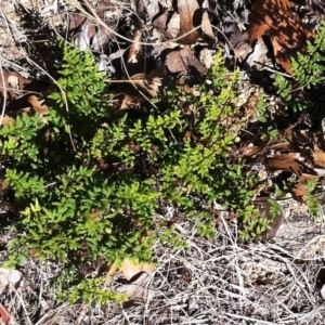 Cheilanthes sieberi at Hughes, ACT - 15 May 2019