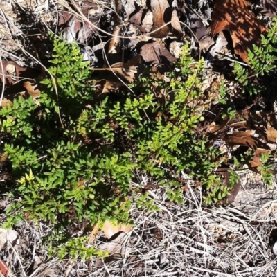 Cheilanthes sieberi (Rock Fern) at Hughes, ACT - 15 May 2019 by ruthkerruish