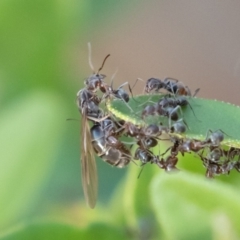 Iridomyrmex rufoniger at Symonston, ACT - 23 Apr 2019