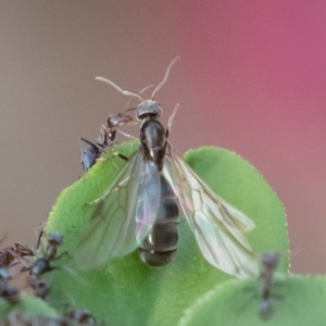 Iridomyrmex rufoniger at Symonston, ACT - 23 Apr 2019