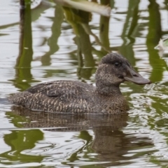 Oxyura australis (Blue-billed Duck) at Fyshwick, ACT - 17 Jun 2016 by rawshorty