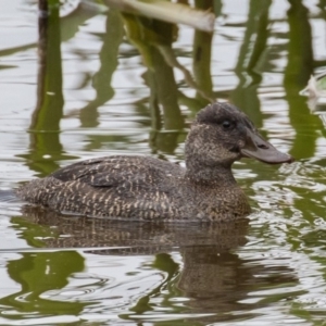 Oxyura australis at Fyshwick, ACT - 17 Jun 2016