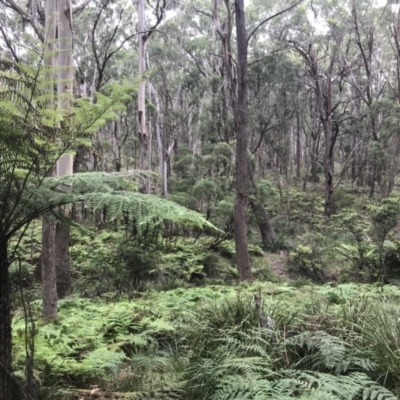 Cyathea australis subsp. australis (Rough Tree Fern) at Bowral, NSW - 1 Feb 2019 by Margot