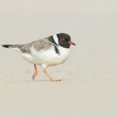 Charadrius rubricollis (Hooded Plover) at Eden, NSW - 19 May 2019 by Leo