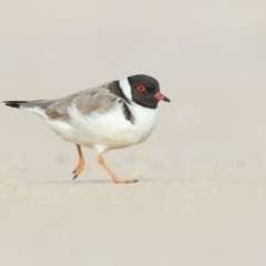 Charadrius rubricollis (Hooded Plover) at Eden, NSW - 20 May 2019 by Leo