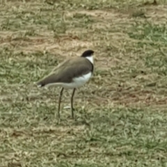 Vanellus miles (Masked Lapwing) at Yarralumla, ACT - 20 May 2019 by Mike