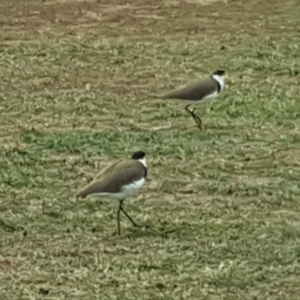 Vanellus miles at Yarralumla, ACT - 20 May 2019