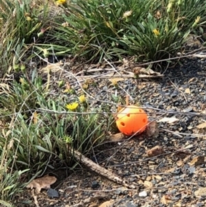 Gazania rigens at Queanbeyan, NSW - 19 May 2019