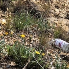 Gazania rigens at Queanbeyan, NSW - 19 May 2019