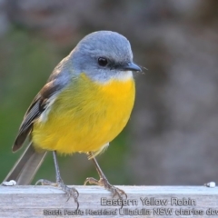 Eopsaltria australis (Eastern Yellow Robin) at Ulladulla, NSW - 15 May 2019 by Charles Dove