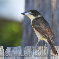 Cracticus torquatus (Grey Butcherbird) at Mollymook, NSW - 13 May 2019 by CharlesDove