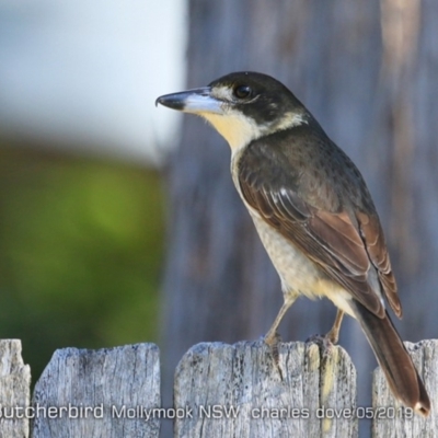 Cracticus torquatus (Grey Butcherbird) at Mollymook, NSW - 13 May 2019 by CharlesDove