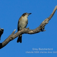 Cracticus torquatus (Grey Butcherbird) at Ulladulla, NSW - 17 May 2019 by CharlesDove