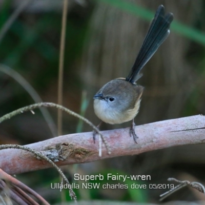 Malurus cyaneus (Superb Fairywren) at Ulladulla - Warden Head Bushcare - 14 May 2019 by Charles Dove