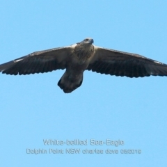 Haliaeetus leucogaster (White-bellied Sea-Eagle) at Dolphin Point, NSW - 13 May 2019 by Charles Dove