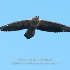 Icthyophaga leucogaster (White-bellied Sea-Eagle) at Dolphin Point, NSW - 14 May 2019 by CharlesDove