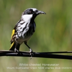 Phylidonyris niger (White-cheeked Honeyeater) at Porters Creek, NSW - 15 May 2019 by CharlesDove