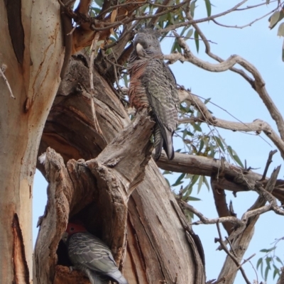 Callocephalon fimbriatum (Gang-gang Cockatoo) at Hughes, ACT - 20 May 2019 by JackyF