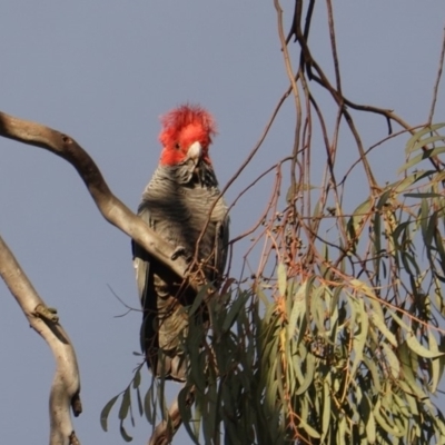 Callocephalon fimbriatum (Gang-gang Cockatoo) at Hughes, ACT - 20 May 2019 by JackyF