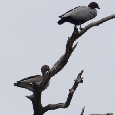 Chenonetta jubata (Australian Wood Duck) at Hughes, ACT - 20 May 2019 by JackyF