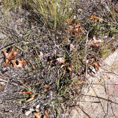 Bothriochloa macra (Red Grass, Red-leg Grass) at Hughes, ACT - 15 May 2019 by ruthkerruish