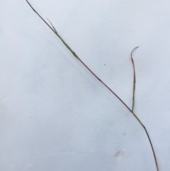 Bothriochloa macra at Hughes, ACT - 15 May 2019