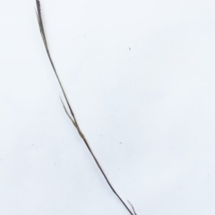 Bothriochloa macra at Hughes, ACT - 15 May 2019 10:00 AM