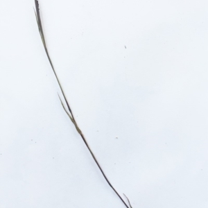 Bothriochloa macra at Hughes, ACT - 15 May 2019