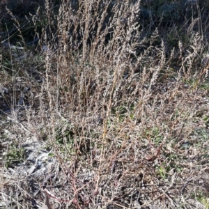 Chenopodium sp. at Deakin, ACT - 20 May 2019