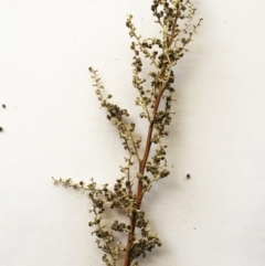 Chenopodium sp. at Deakin, ACT - 20 May 2019