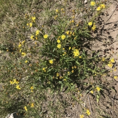 Senecio madagascariensis (Madagascan Fireweed, Fireweed) at Mittagong, NSW - 3 Dec 2018 by Margot