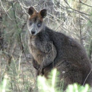 Wallabia bicolor at Hackett, ACT - 21 May 2019 12:47 PM