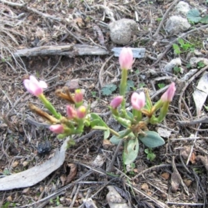 Centaurium sp. at Majura, ACT - 21 May 2019