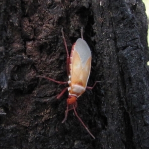 Dindymus versicolor at Hackett, ACT - 21 May 2019 12:14 PM